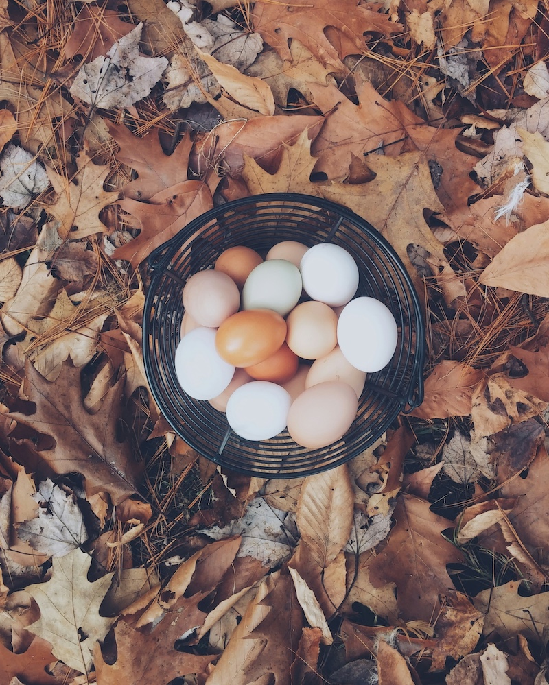 A basket of Ontario chicken coop eggs placed in a pile of fall leaves.