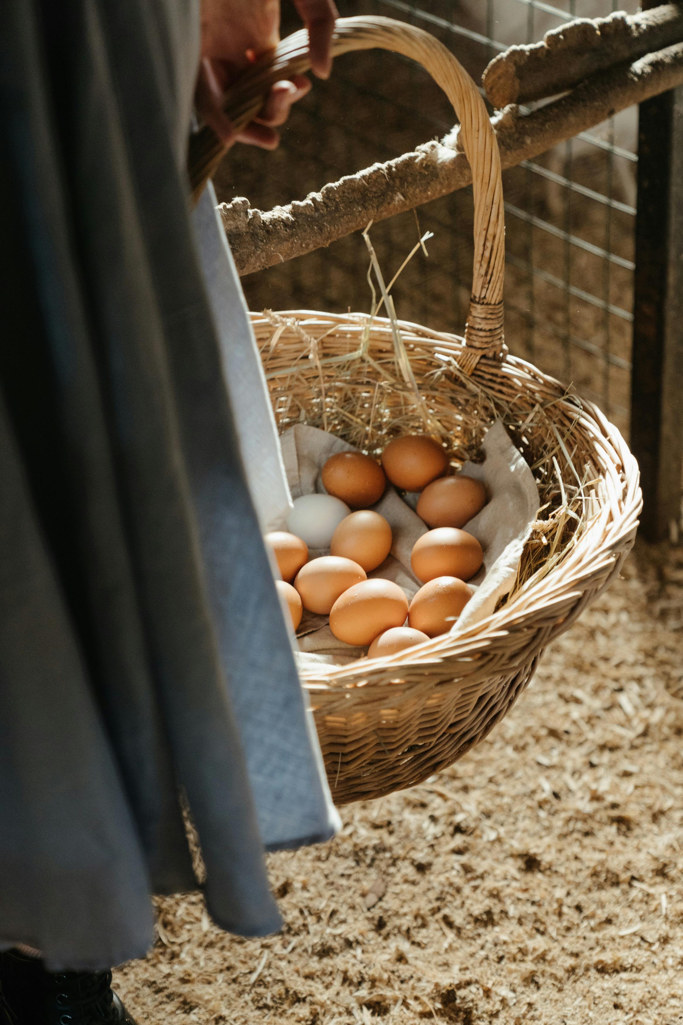 A girl in a dress holding a basket of eggs harvested from an Ontario chicken coop.